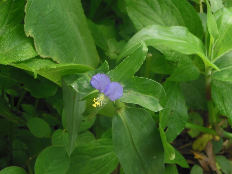 Commelina undulata, photographed by Aryan K