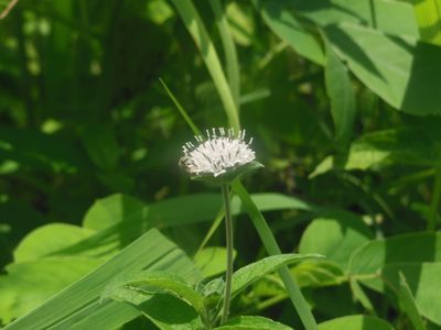 Lagascea mollis, photographed by Aryan K