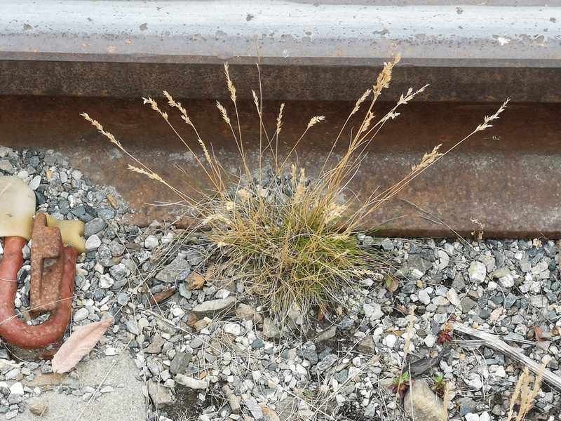 Festuca ovina, photographed by Jens-Christian Svenning
