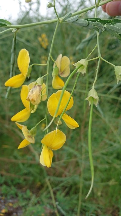 Sesbania javanica, photographed by Utain Pummarin
