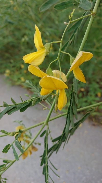 Sesbania javanica, photographed by Utain Pummarin