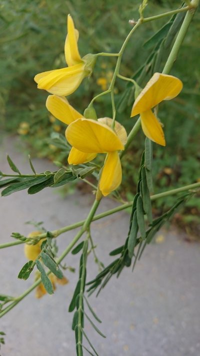 Sesbania javanica, photographed by Utain Pummarin