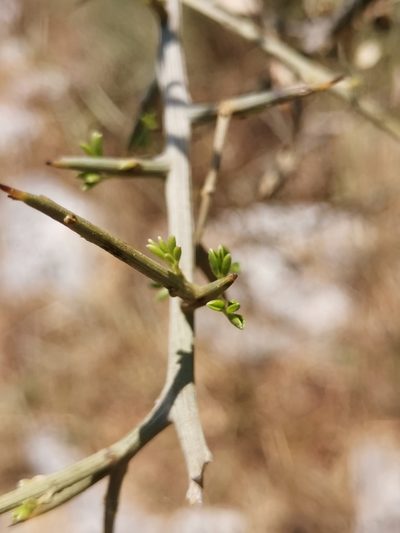 Calicotome infesta, photographed by Ljaž
