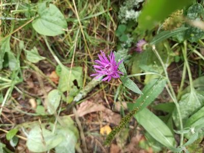 Centaurea phrygia, photographed by Элеонора Анатольевна