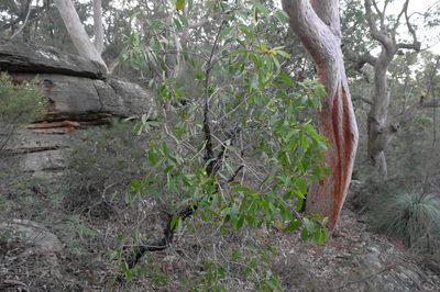 Persoonia levis, photographed by Gary Williams