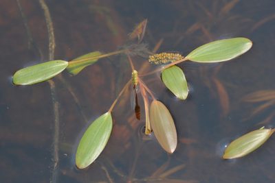 Potamogeton epihydrus, photographed by Quinten Wiegersma