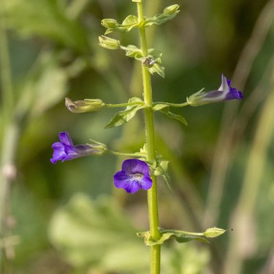 Stemodia viscosa, photographed by Paulmathi Vinod