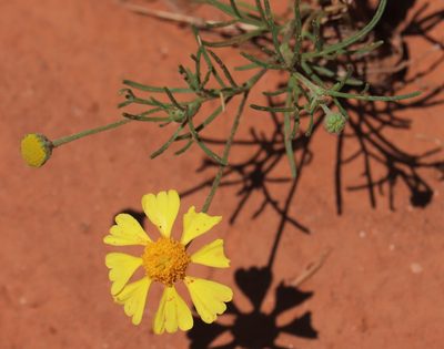 Hymenoxys odorata, photographed by crseaquist