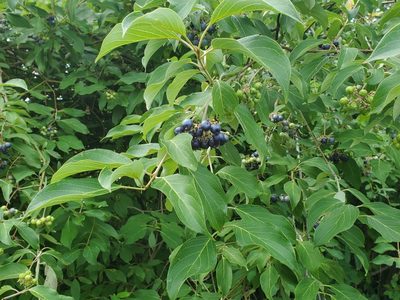Cornus obliqua, photographed by Craig Martin