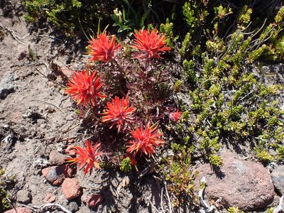 Castilleja rupicola, photographed by John Brew