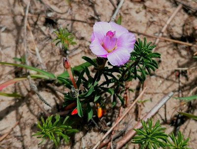 Oxalis hirta, photographed by flamelily