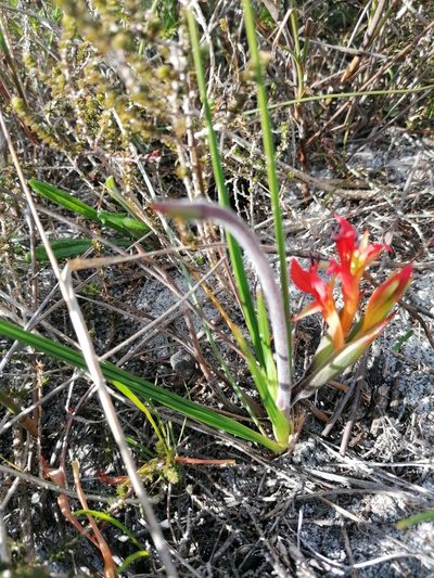 Babiana ringens, photographed by flamelily