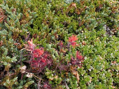 Castilleja rupicola, photographed by John Brew