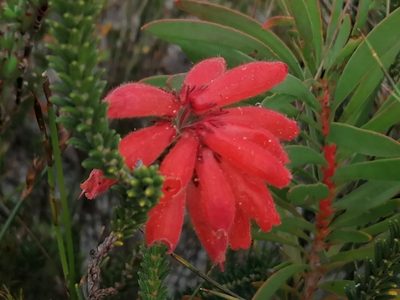 Erica cerinthoides, photographed by flamelily