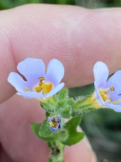 Chaenostoma roseoflavum, photographed by Dave U