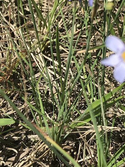 Sisyrinchium sagittiferum, photographed by Laura Clark