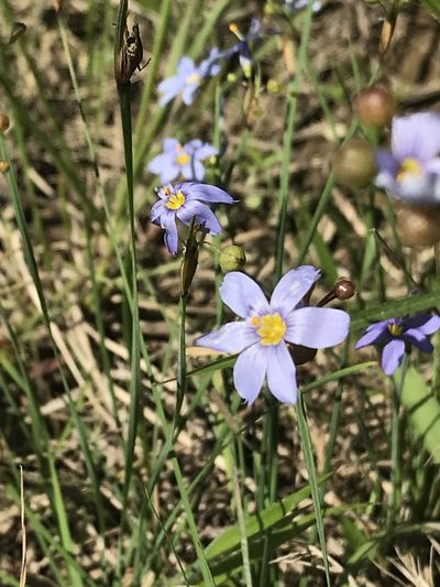 Sisyrinchium sagittiferum, photographed by Laura Clark