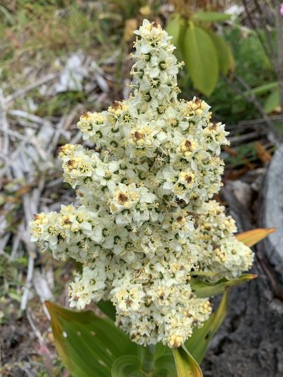 Veratrum insolitum, photographed by Kate Manning
