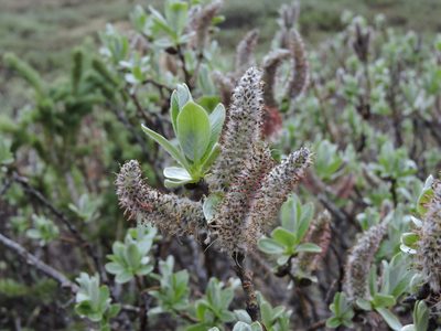 Salix barrattiana, photographed by Jacy Chen