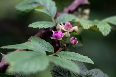 Rubus niveus, photographed by Ramnarayan K