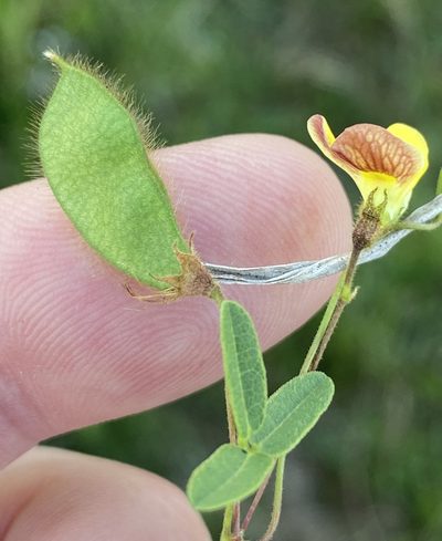 Rhynchosia ciliata, photographed by Dave U