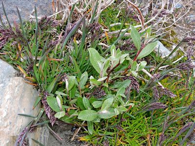 Salix drummondiana, photographed by Jacy Chen