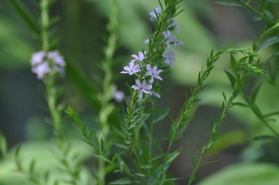 Lythrum alatum, photographed by brybrysciguy