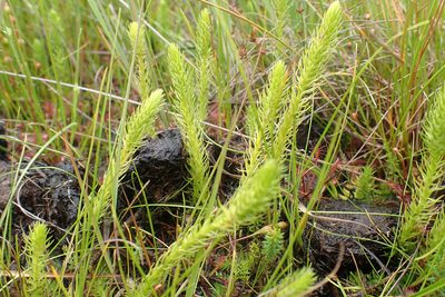 Lycopodiella inundata, photographed by Thomas Gyselinck