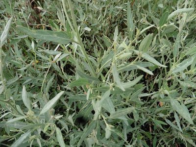 Atriplex oblongifolia, photographed by Силаева Татьяна Борисовна