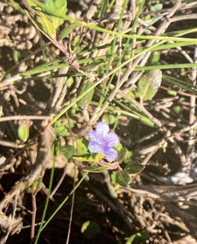 Ruellia pilosa, photographed by Christina