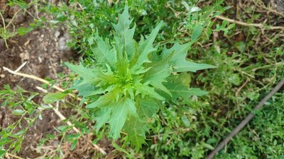 Chenopodium rubrum, photographed by Yurii Basov