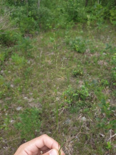 Panicum flexile, photographed by Étienne Léveillé-Bourret