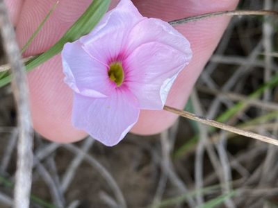 Oxalis smithiana, photographed by Dave U