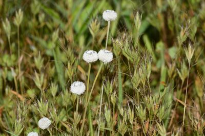 Eriocaulon sedgwickii, photographed by S.MORE