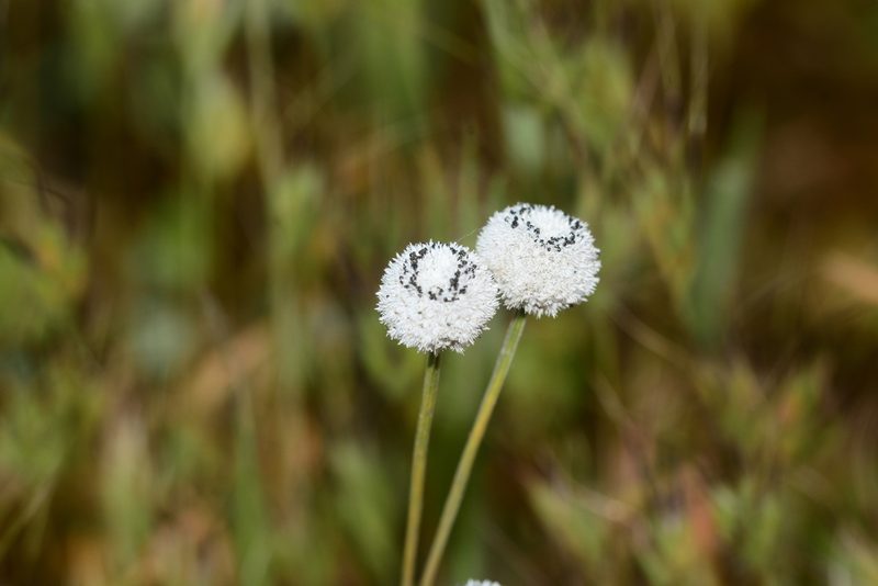 Eriocaulon sedgwickii, photographed by S.MORE