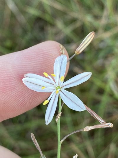 Trachyandra asperata, photographed by Dave U