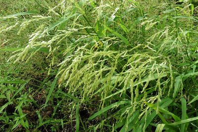 Leersia oryzoides, photographed by Силаева Татьяна Борисовна