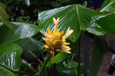 Goeppertia marantifolia, photographed by Jake Rehage