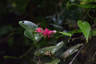 Cavendishia complectens, photographed by Jake Rehage