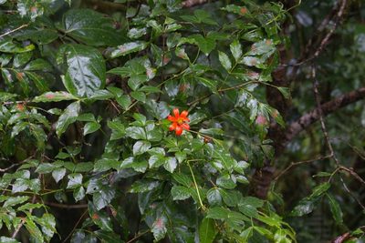 Hidalgoa ternata, photographed by Jake Rehage