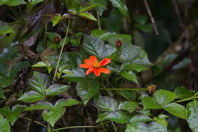 Hidalgoa ternata, photographed by Jake Rehage