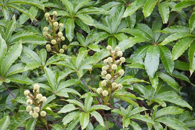 Oreopanax xalapensis, photographed by Jake Rehage