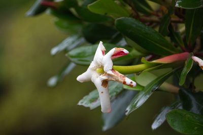 Cosmibuena valerii, photographed by Jake Rehage