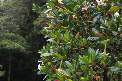 Cosmibuena valerii, photographed by Jake Rehage