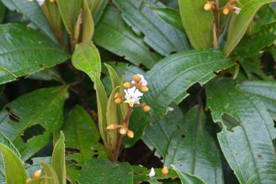 Miconia conorufescens, photographed by Jake Rehage