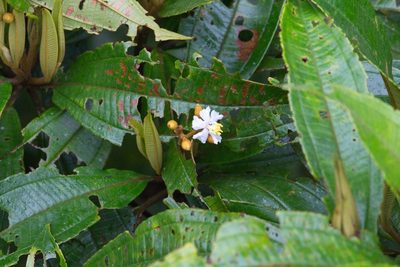 Miconia conorufescens, photographed by Jake Rehage
