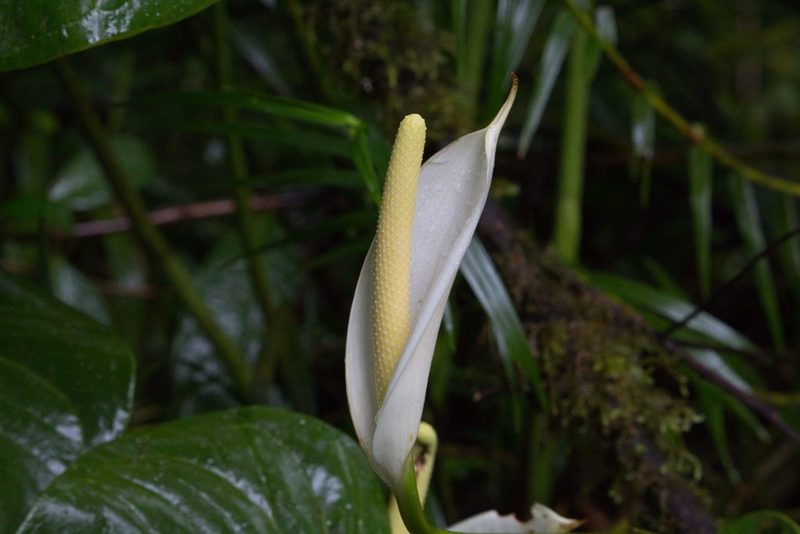 Anthurium monteverdense, photographed by Jake Rehage