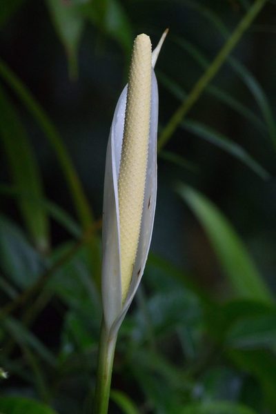 Anthurium monteverdense, photographed by Jake Rehage