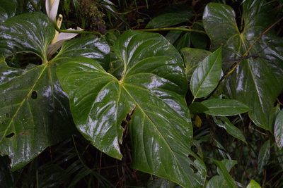 Anthurium monteverdense, photographed by Jake Rehage