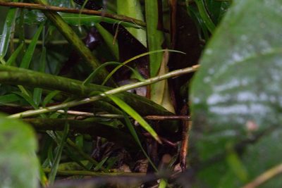 Anthurium monteverdense, photographed by Jake Rehage